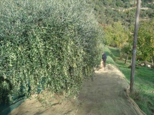 Teli per raccolta olive   